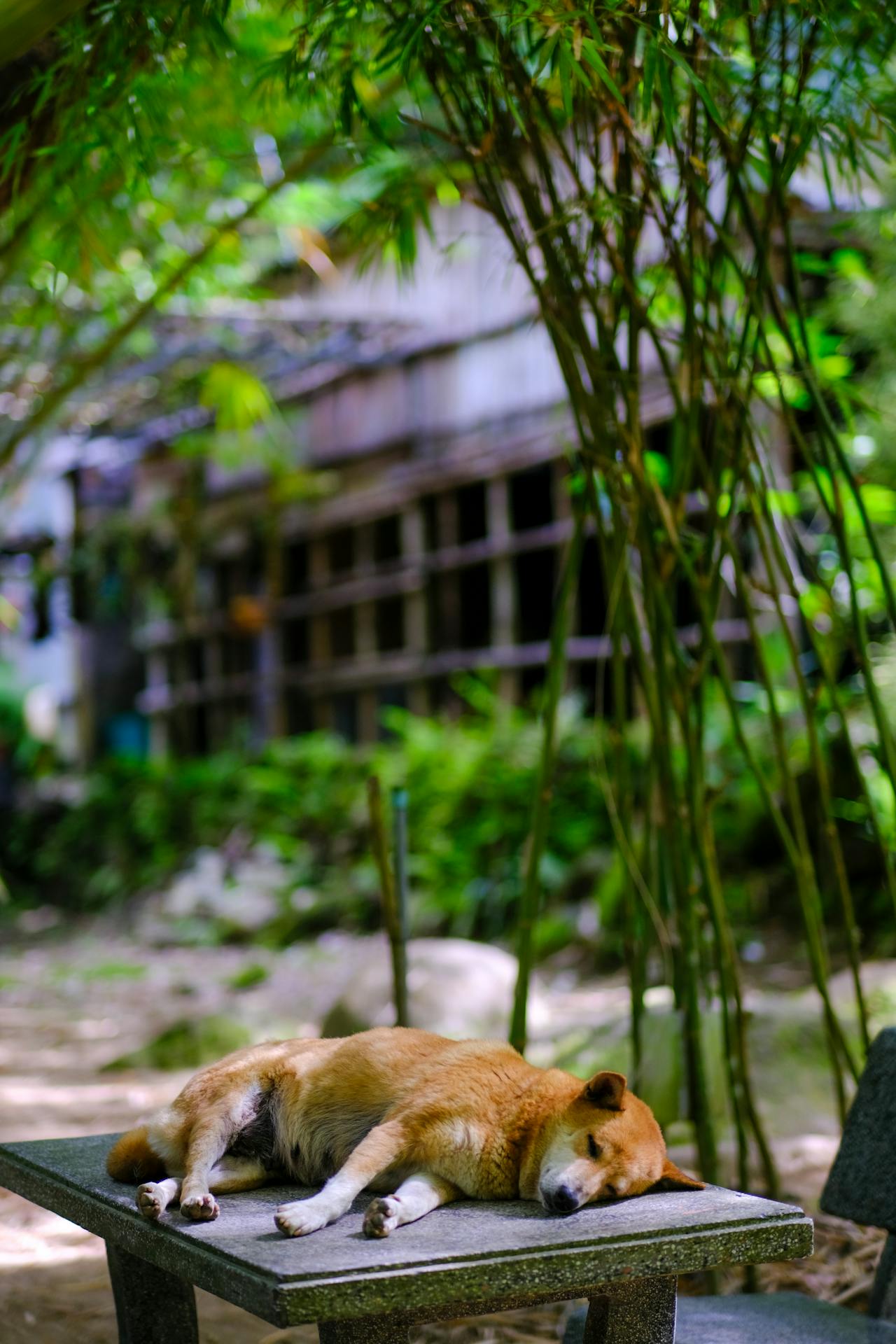 Anh hùng xạ điêu | Chương 18