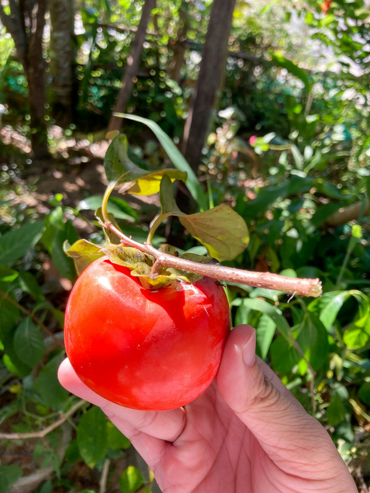 Thuật hoài (述懷)