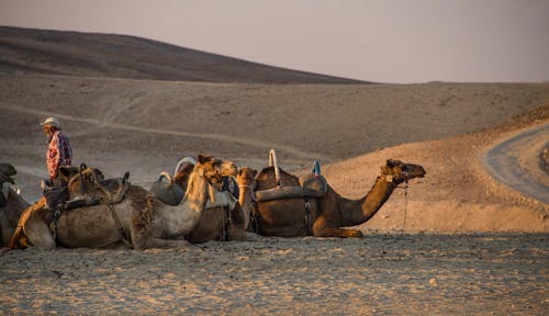 Imagine de stoc gratuită din apus, cămilă, desert