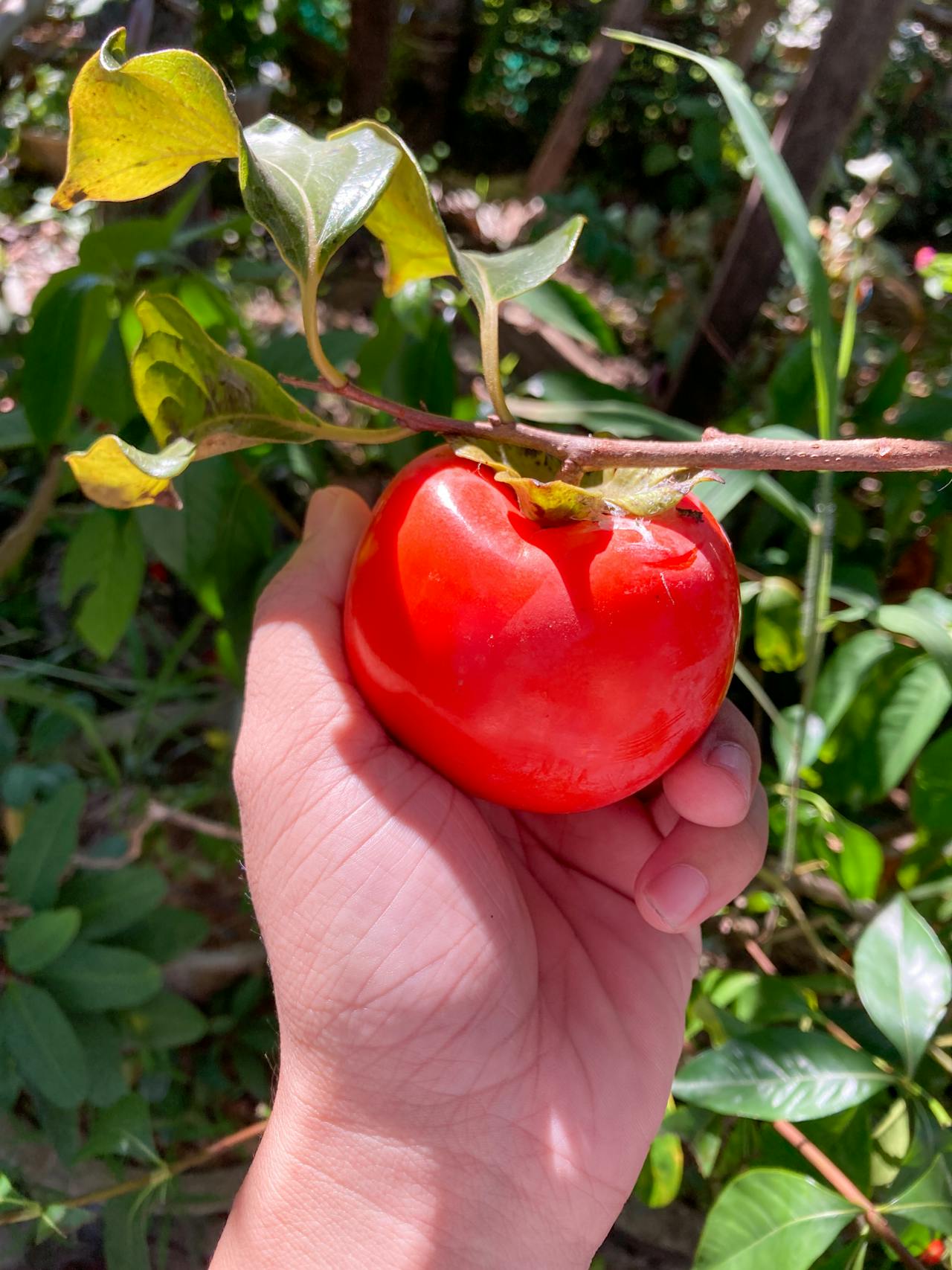 Tại sao một số triết gia nghĩ rằng bạn nên ăn chay?