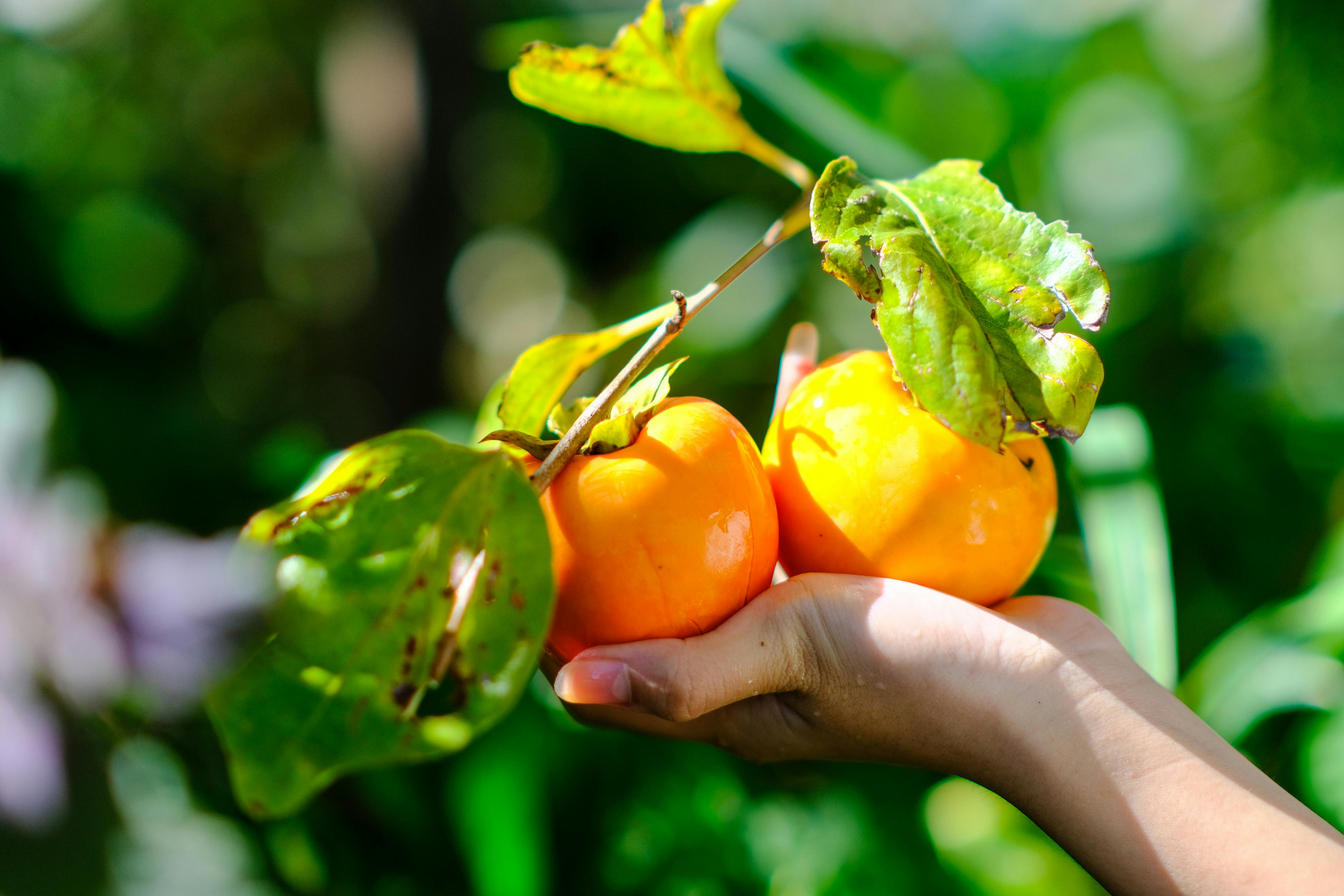 Fruits tropicaux de Wallis