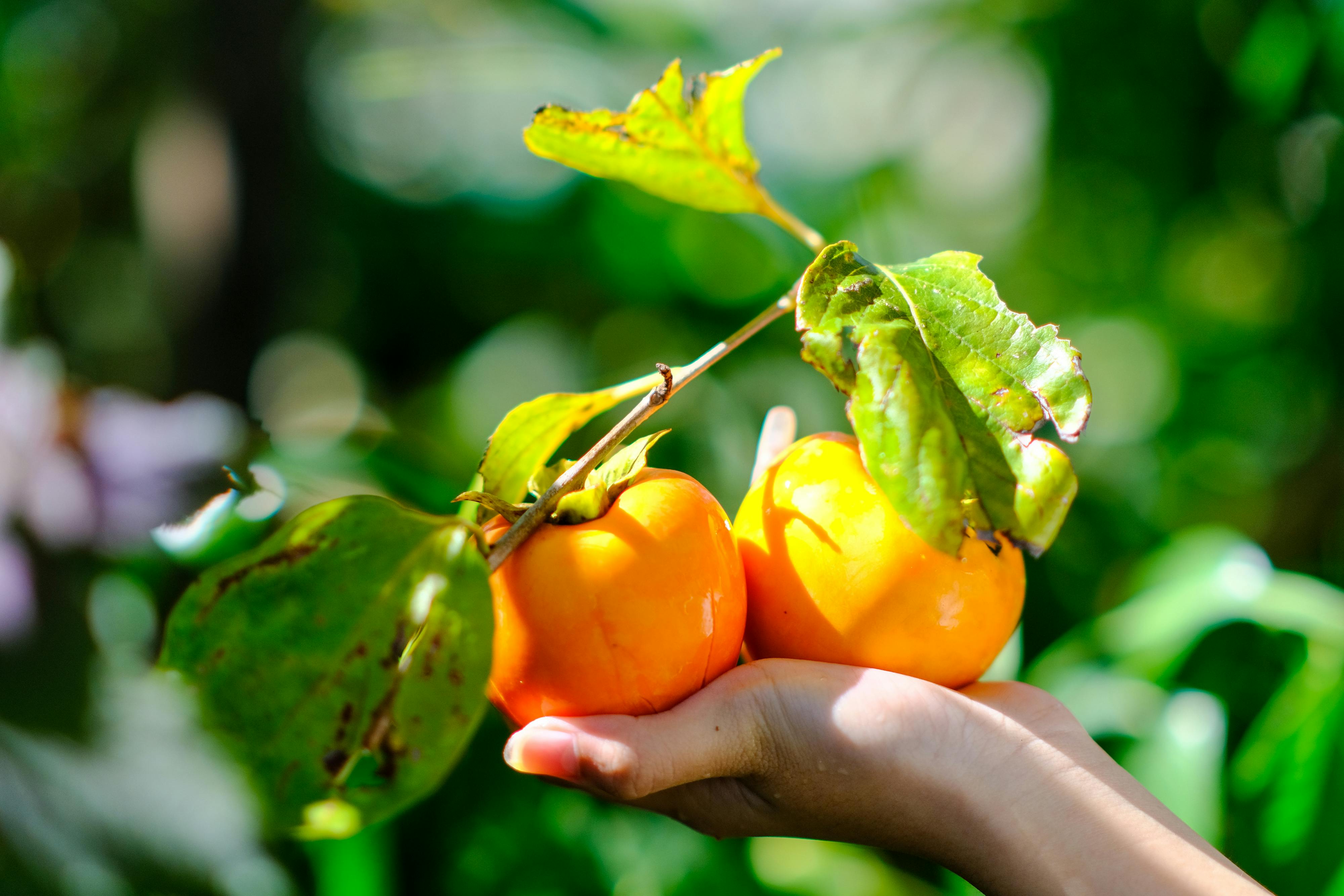 Trung tâm nghiên cứu văn học, phát triển nhà văn Việt Nam