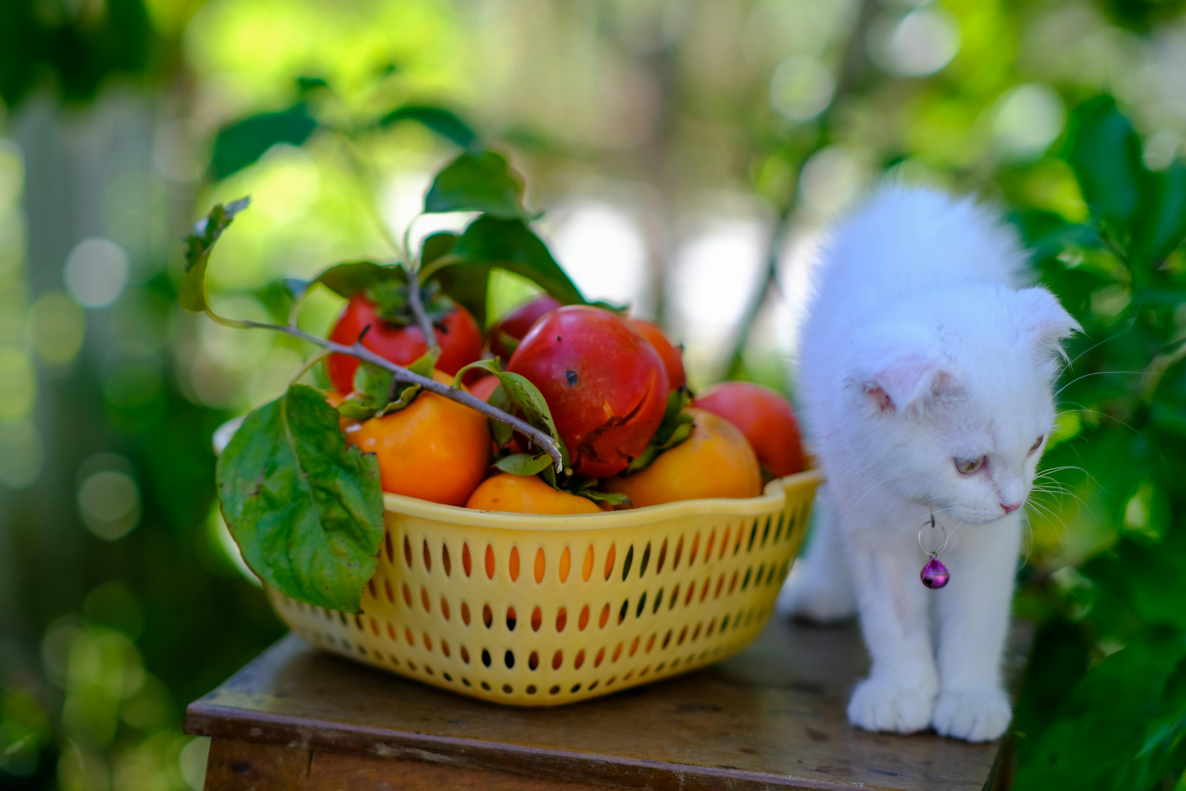 Trung tâm nghiên cứu văn học, phát triển nhà văn Việt Nam