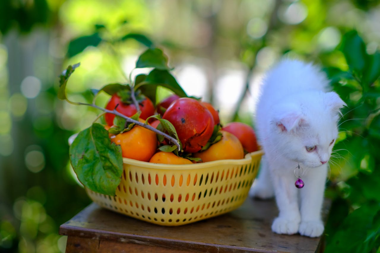 Thức ăn lành mạnh đắt hơn đồ ăn vặt