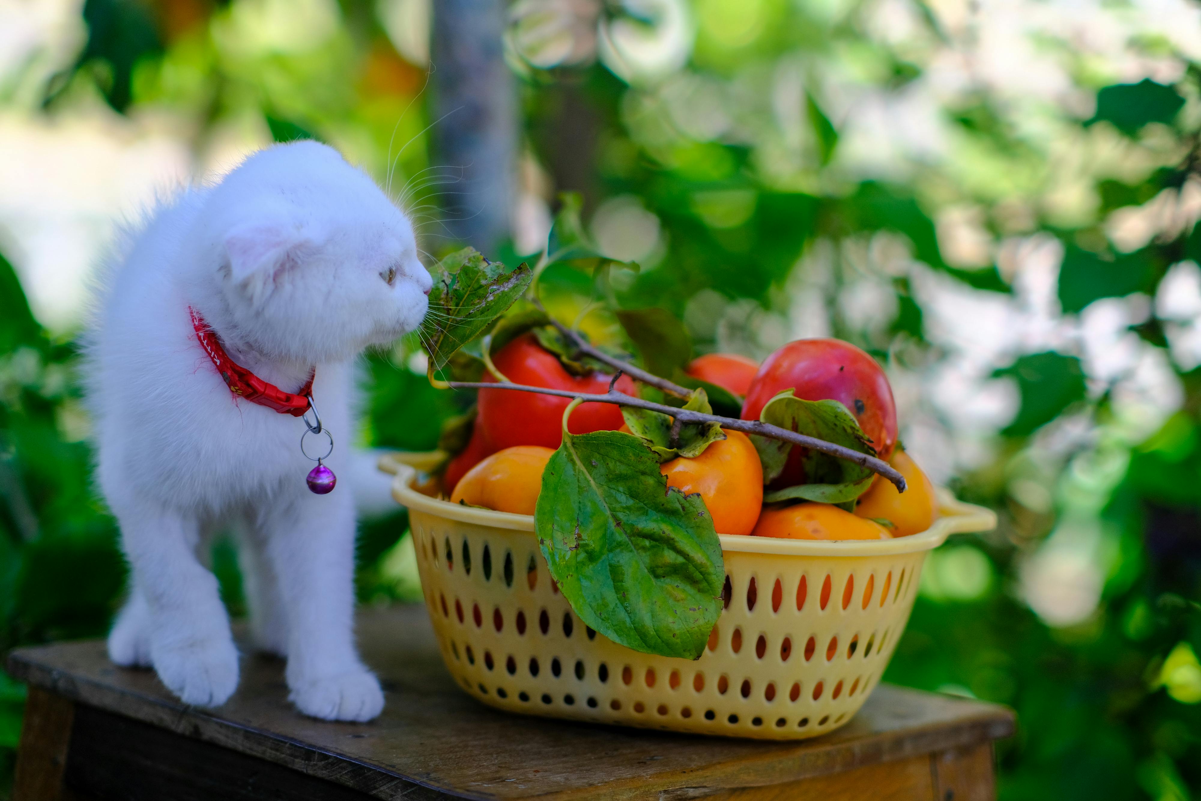 Trung tâm nghiên cứu văn học, phát triển nhà văn Việt Nam