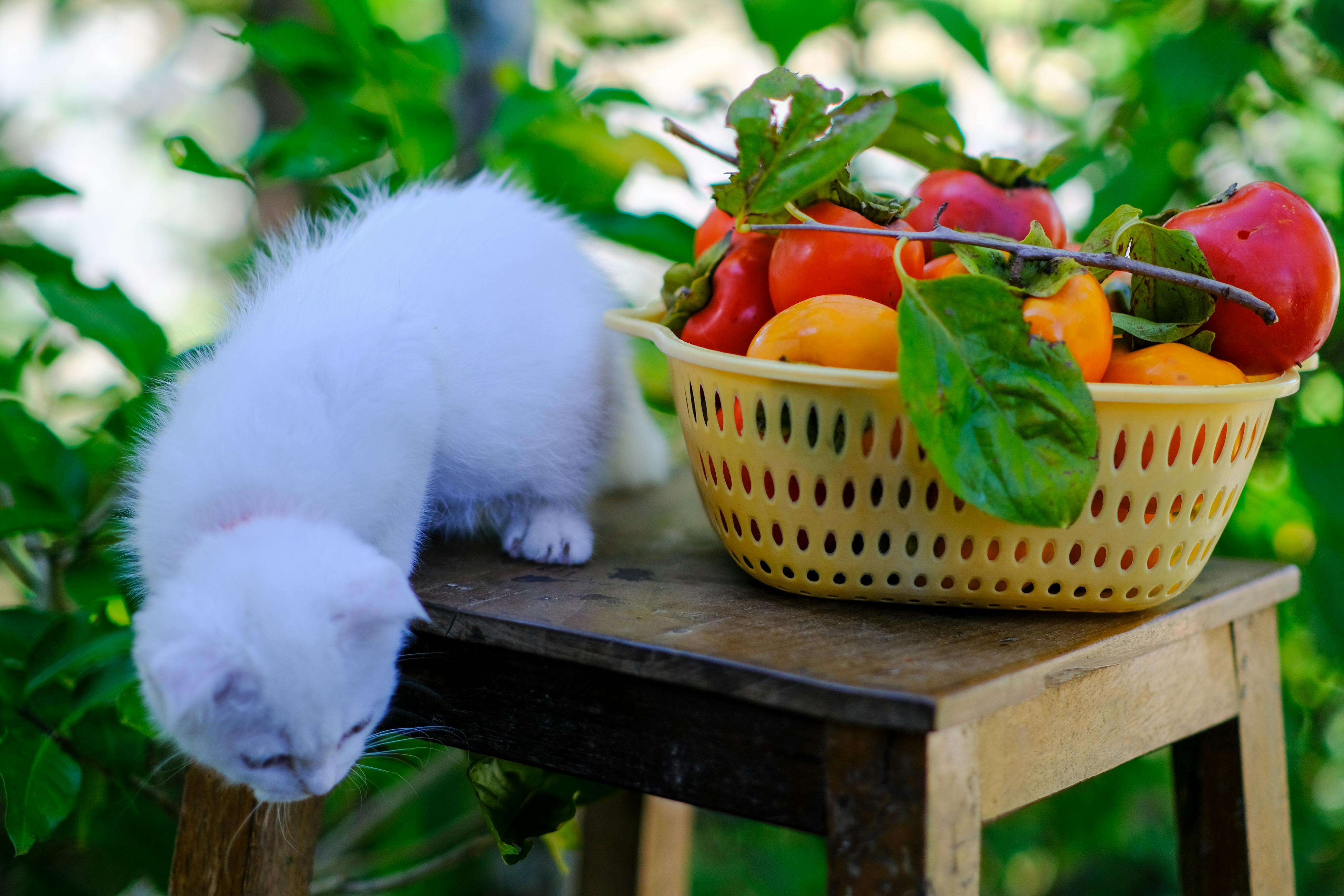Trung tâm nghiên cứu văn học, phát triển nhà văn Việt Nam