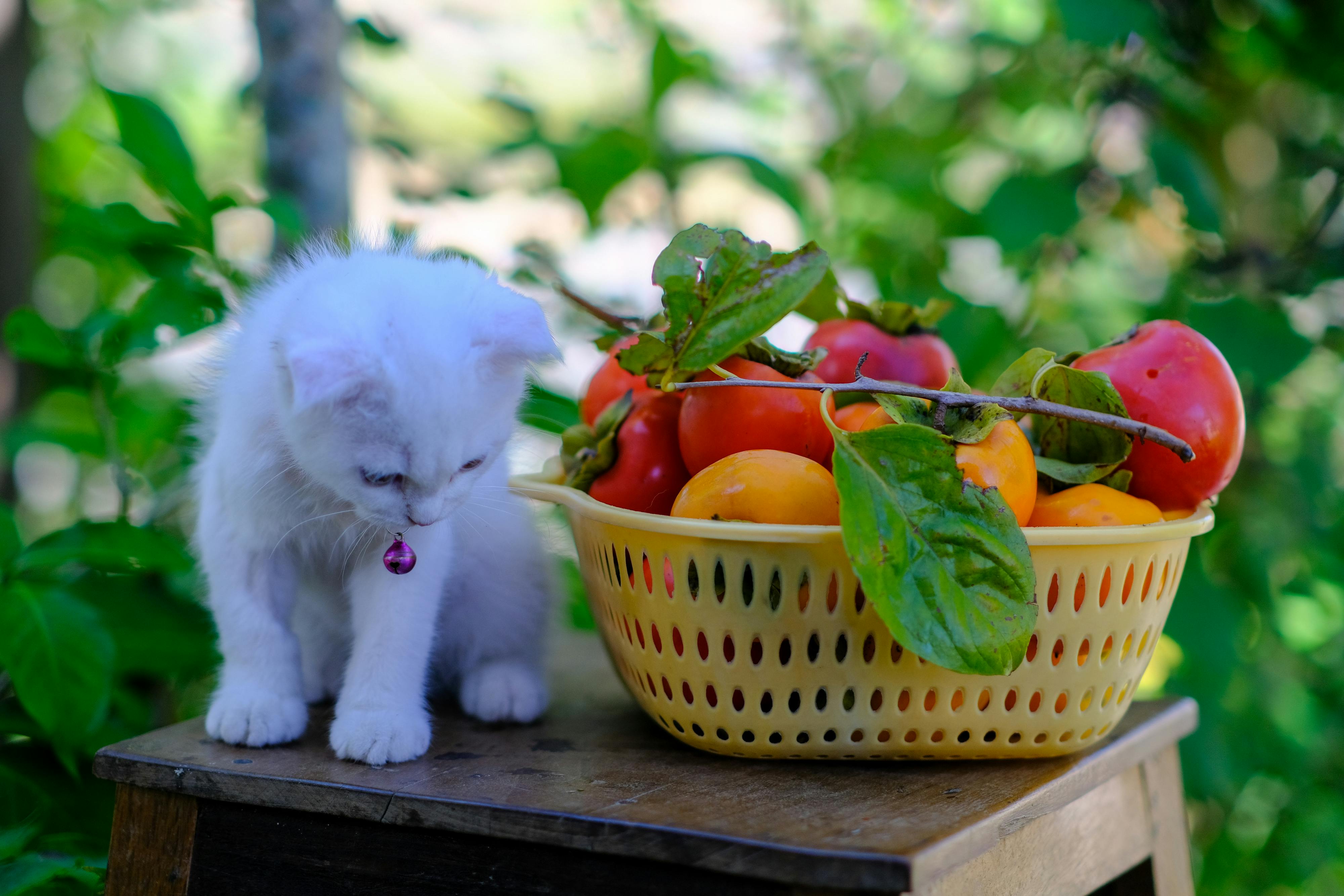 Trong tay thánh nữ có đời tôi 517 – thu vien, van hoc, van hoc viet nam, tho ca, du tu le, trong tay thanh nu co doi toi.