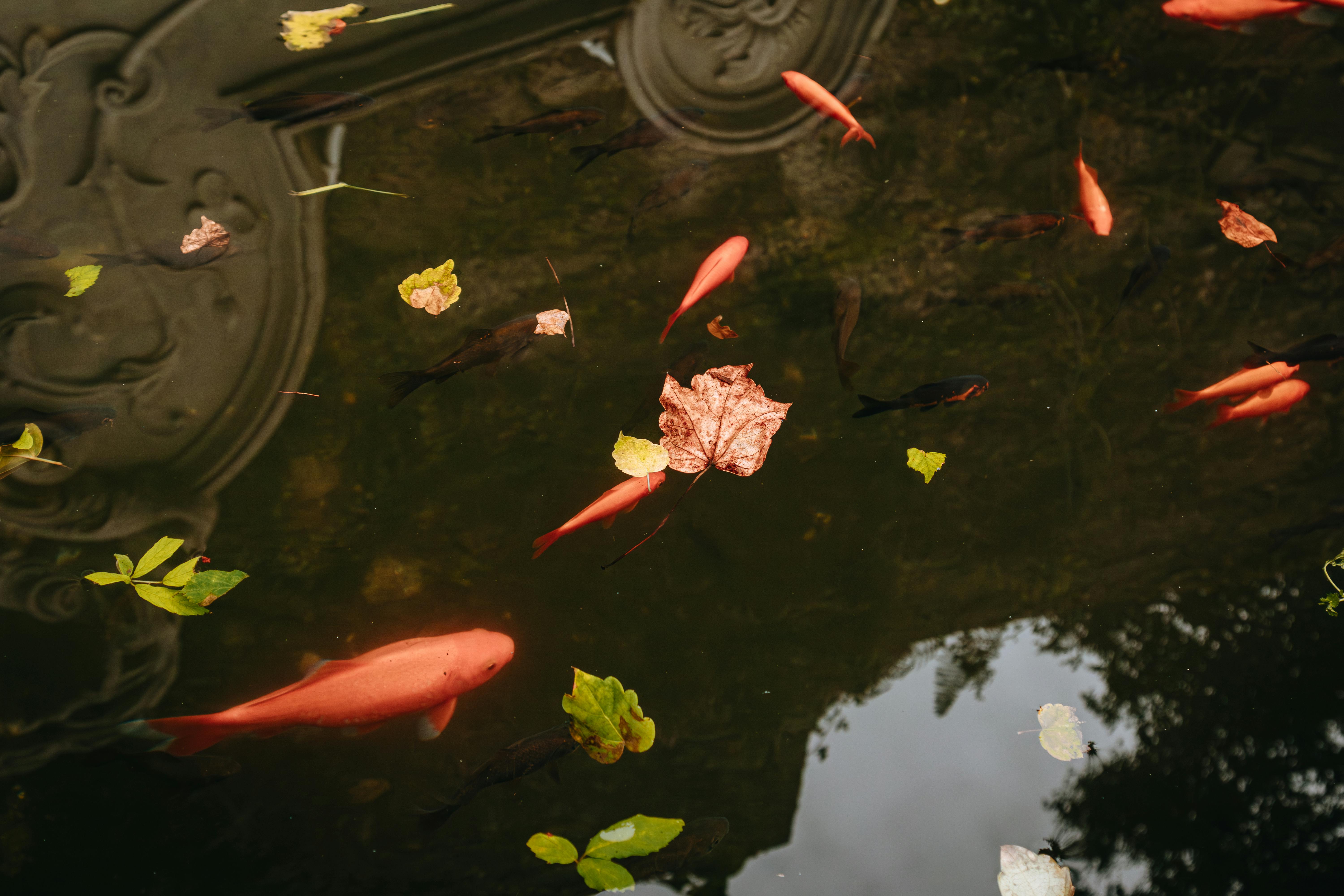 Tranquil image of koi fish swimming among floating leaves in a serene pond reflecting autumn scenery.