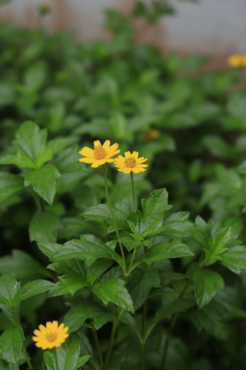 Free Close-up of bright yellow flowers surrounded by dense green foliage, showcasing nature's beauty. Stock Photo