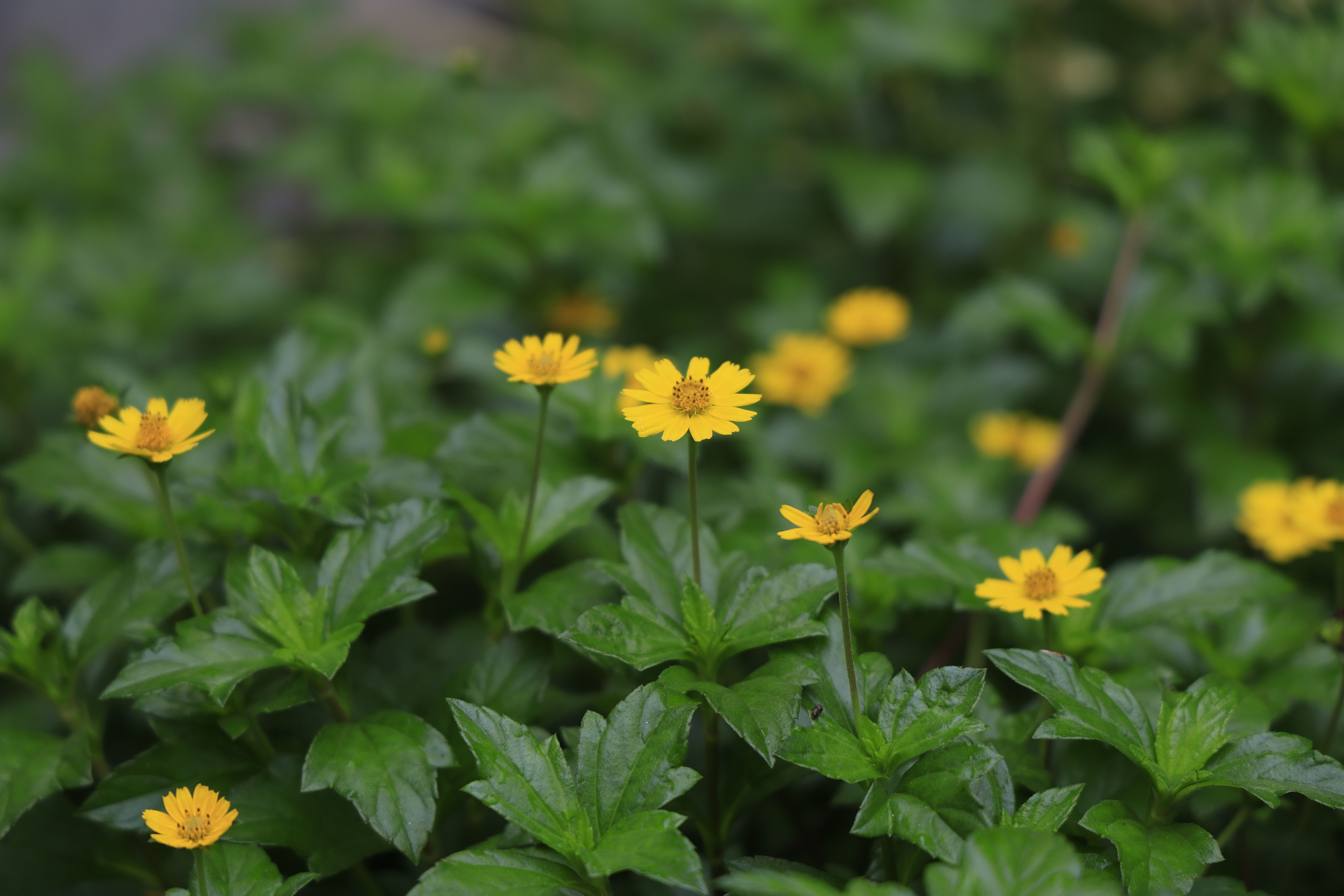 The Toothache Plant: Nature's Numbing Wonder for Oral Pain and More