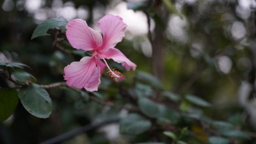 Free Close-up of a light pink hibiscus flower in Jamshedpur, featuring soft petals and vibrant details. Stock Photo