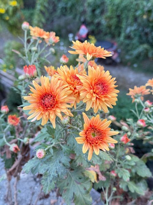 Free A beautiful cluster of orange chrysanthemums in full bloom outdoors, showcasing vibrant floral life. Stock Photo
