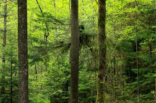 Free Dense forest scene filled with tall green trees and vibrant moss for a serene nature backdrop. Stock Photo