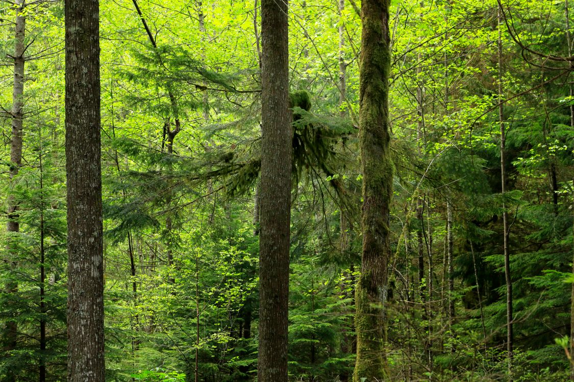 Lush Green Forest with Tall Trees and Moss · Free Stock Photo