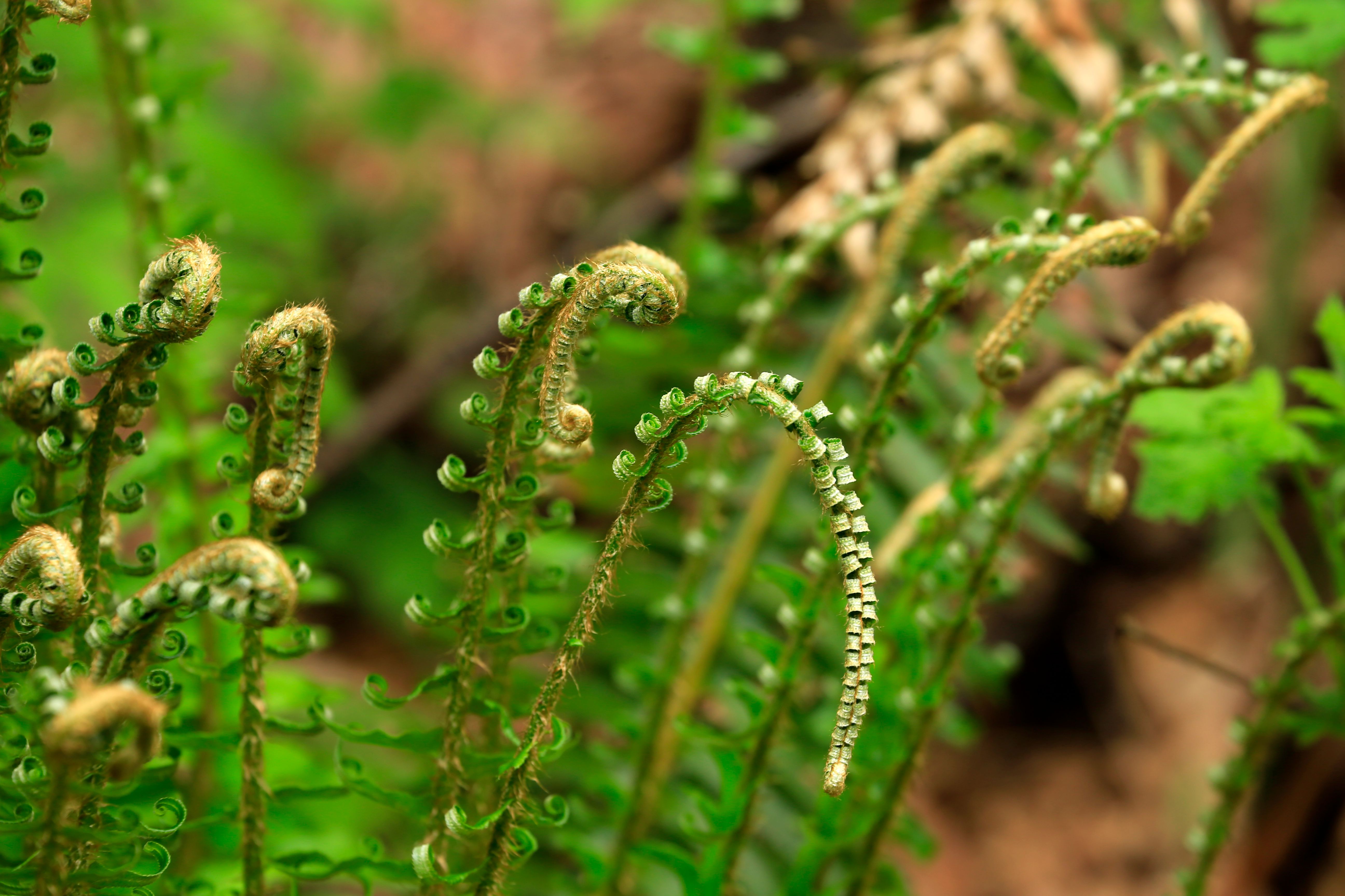 Close-up of Emerging Fern Fiddleheads in Spring · Free Stock Photo
