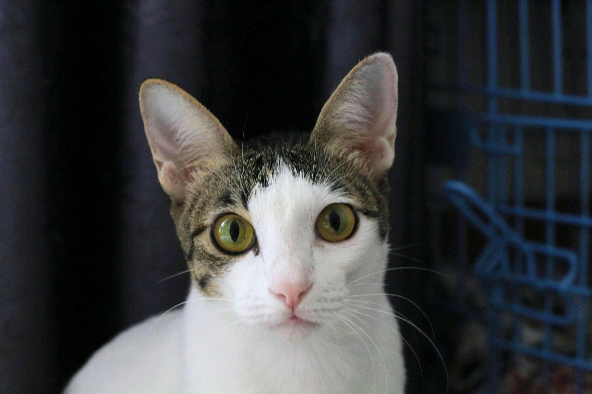 Healthcare and wellness consultation for a cat