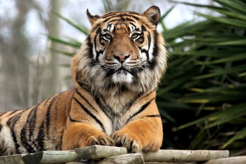 Free A powerful Bengal tiger resting in its natural habitat, showcasing its regal presence and intense gaze. Stock Photo