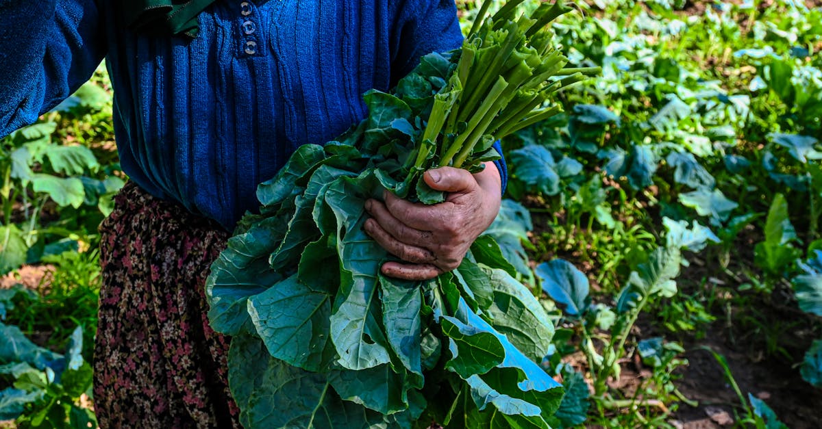 大甲芋頭田成為最佳食農教育課堂,體驗農耕更貼近生活