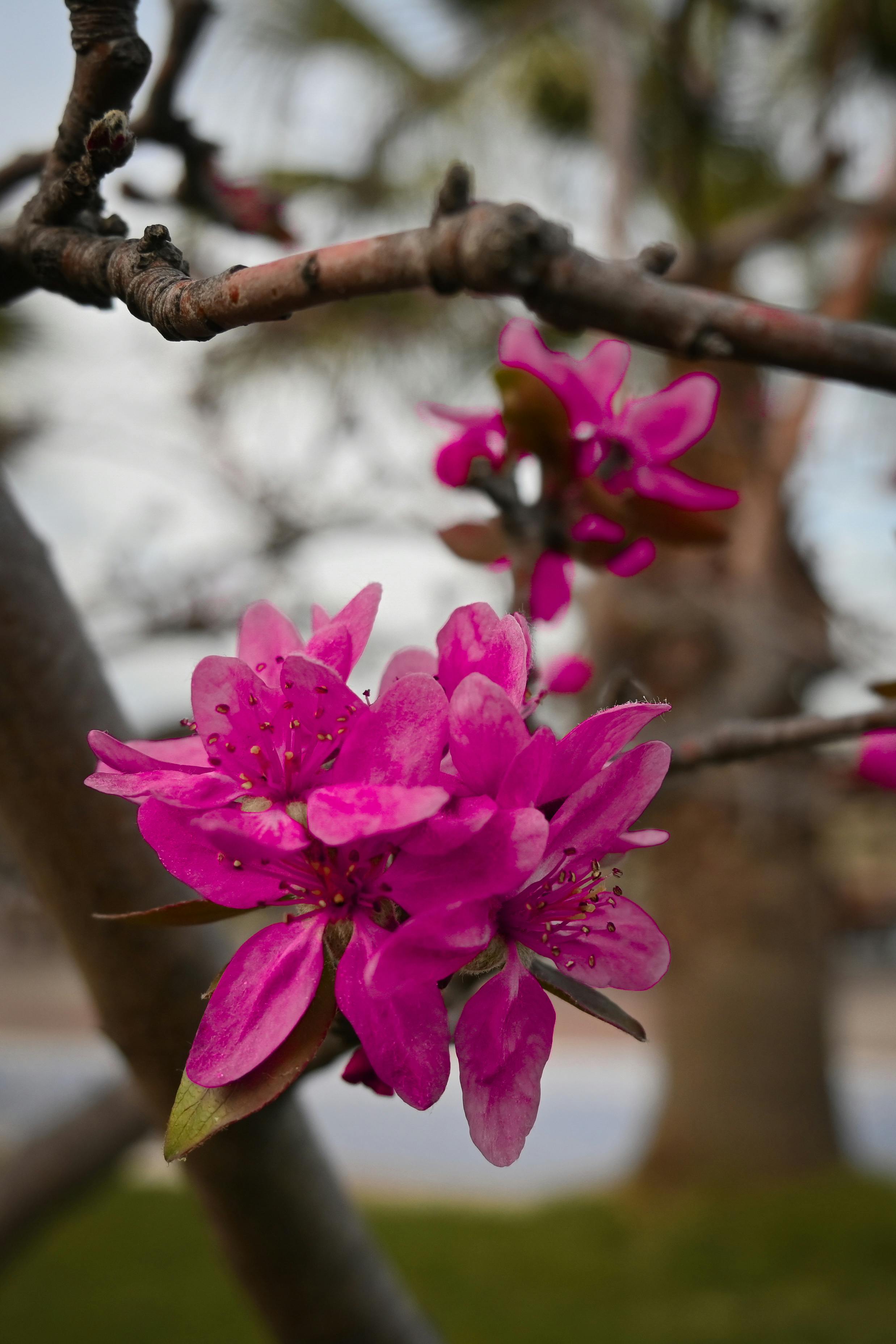 [ColoSach]-a-detailed-view-of-bright-pink-flowers-on-a-tree-branch,-showcasing-natural-beauty-in-spring.