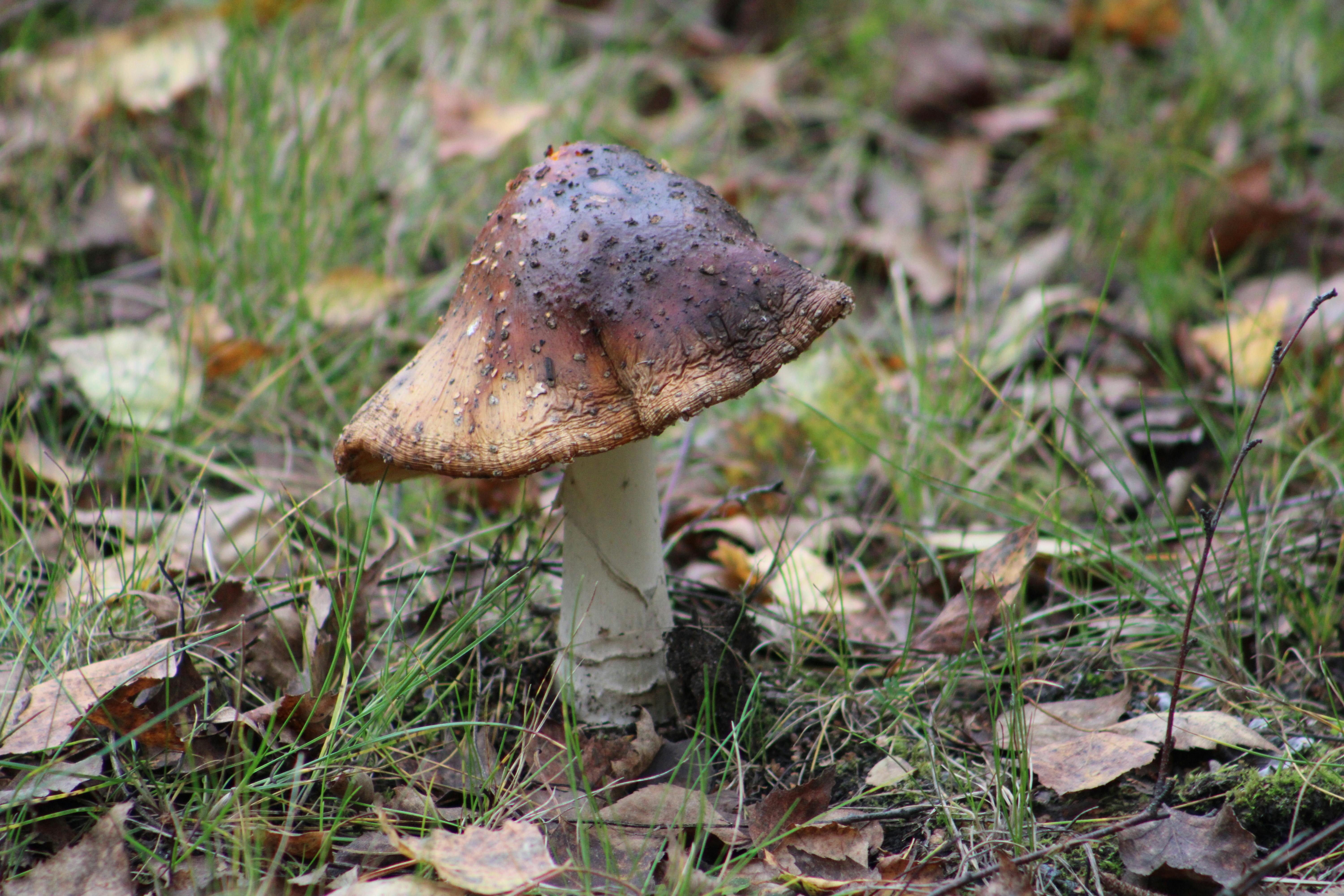 生活：本土首例球黴菌症 男疑因清潔貨櫃吸入感染