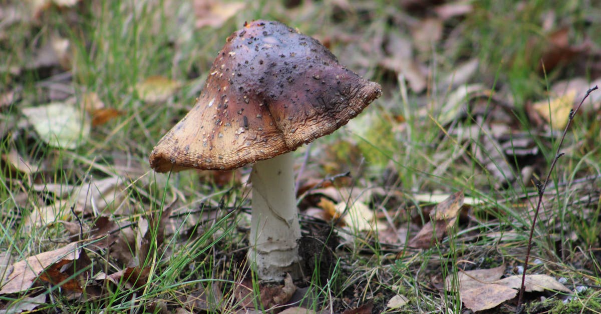 生活:本土首例球黴菌症 男疑因清潔貨櫃吸入感染