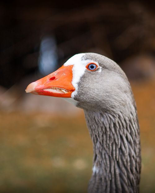 Free Captivating close-up photo of a majestic Greylag Goose with striking orange beak and blue eyes. Stock Photo