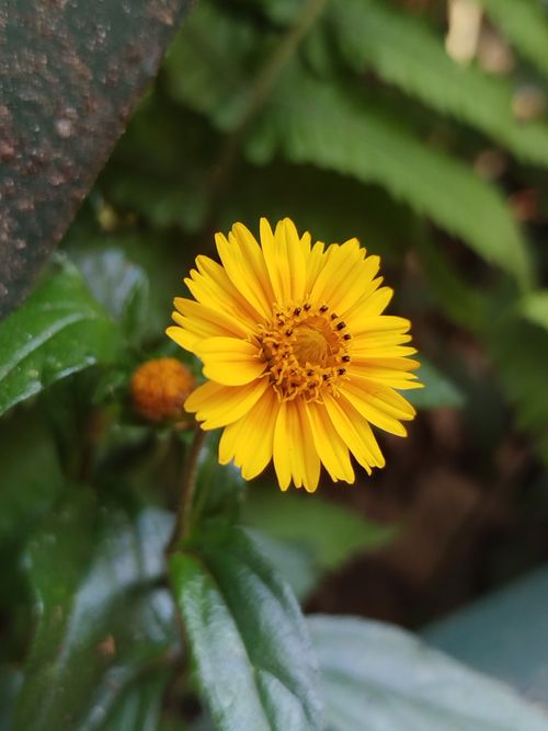 Free Close-up of a vibrant yellow wildflower with lush green foliage as backdrop. Stock Photo