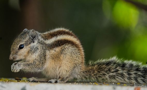A detailed photograph of an Indian palm squirrel nibbling on a meal with green bokeh background.