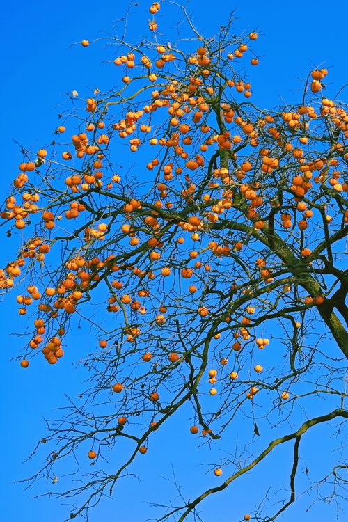 Free Vibrant persimmon tree with orange fruits against a clear blue sky, captured in winter. Stock Photo