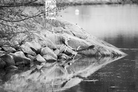 Un airone atterra con grazia sulle rocce in riva all'acqua a Møre og Romsdal, Norvegia.