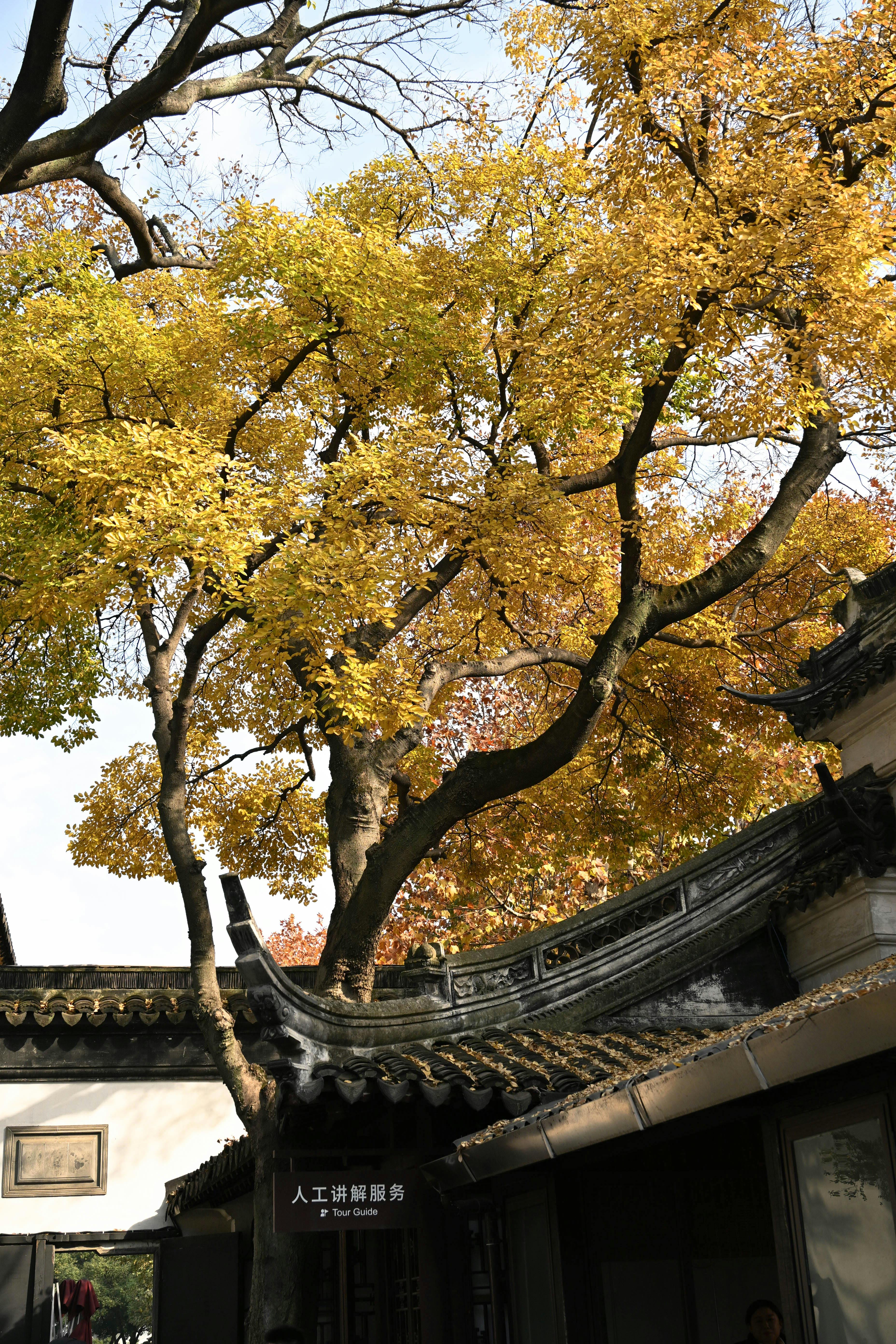 Beautiful autumn view of a tree in a classic Suzhou garden.