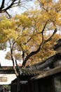 Autumn in a Classic Suzhou Garden Scene