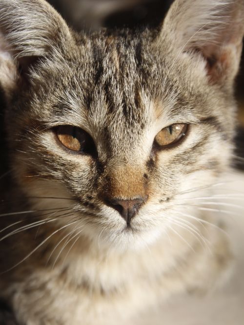 Free A detailed close-up of a tabby cat's face with warm sunlight creating soft shadows. Stock Photo