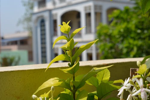 Gratis stockfoto met blad, bladeren, bloem