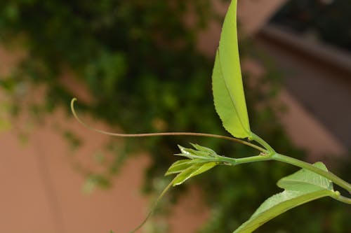 Gratis stockfoto met blad, bladeren, bokeh