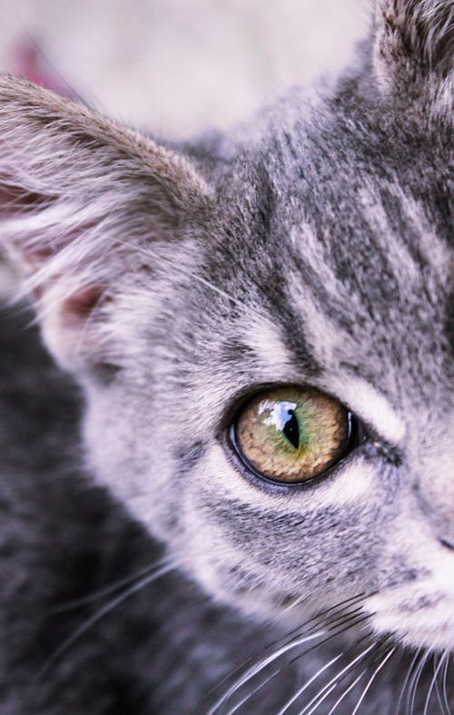 Fotobanka s bezplatnými fotkami na tému mačka, mačky, oko