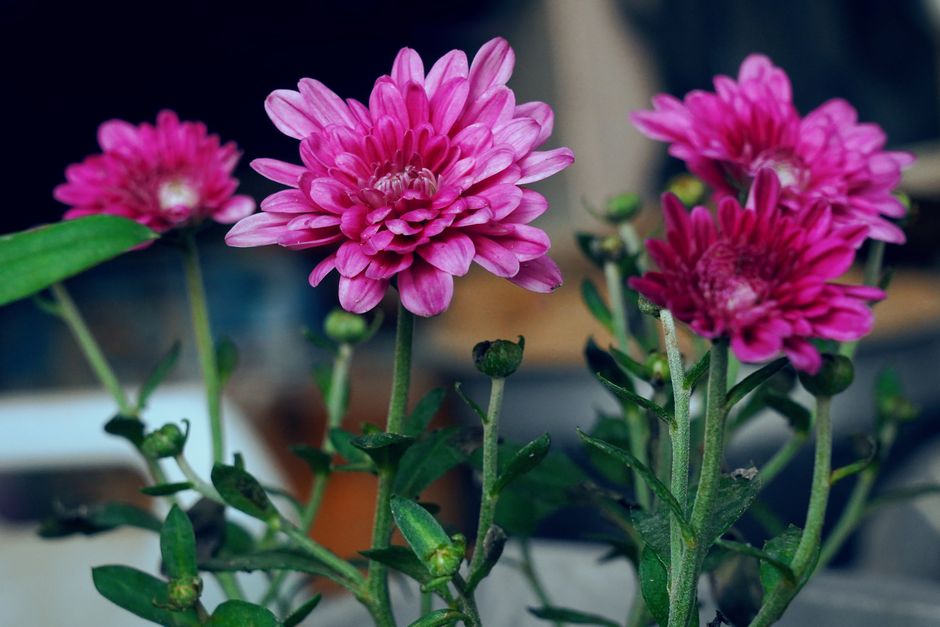 Close-up of vibrant pink chrysanthemums in full bloom, showcasing nature's beauty.