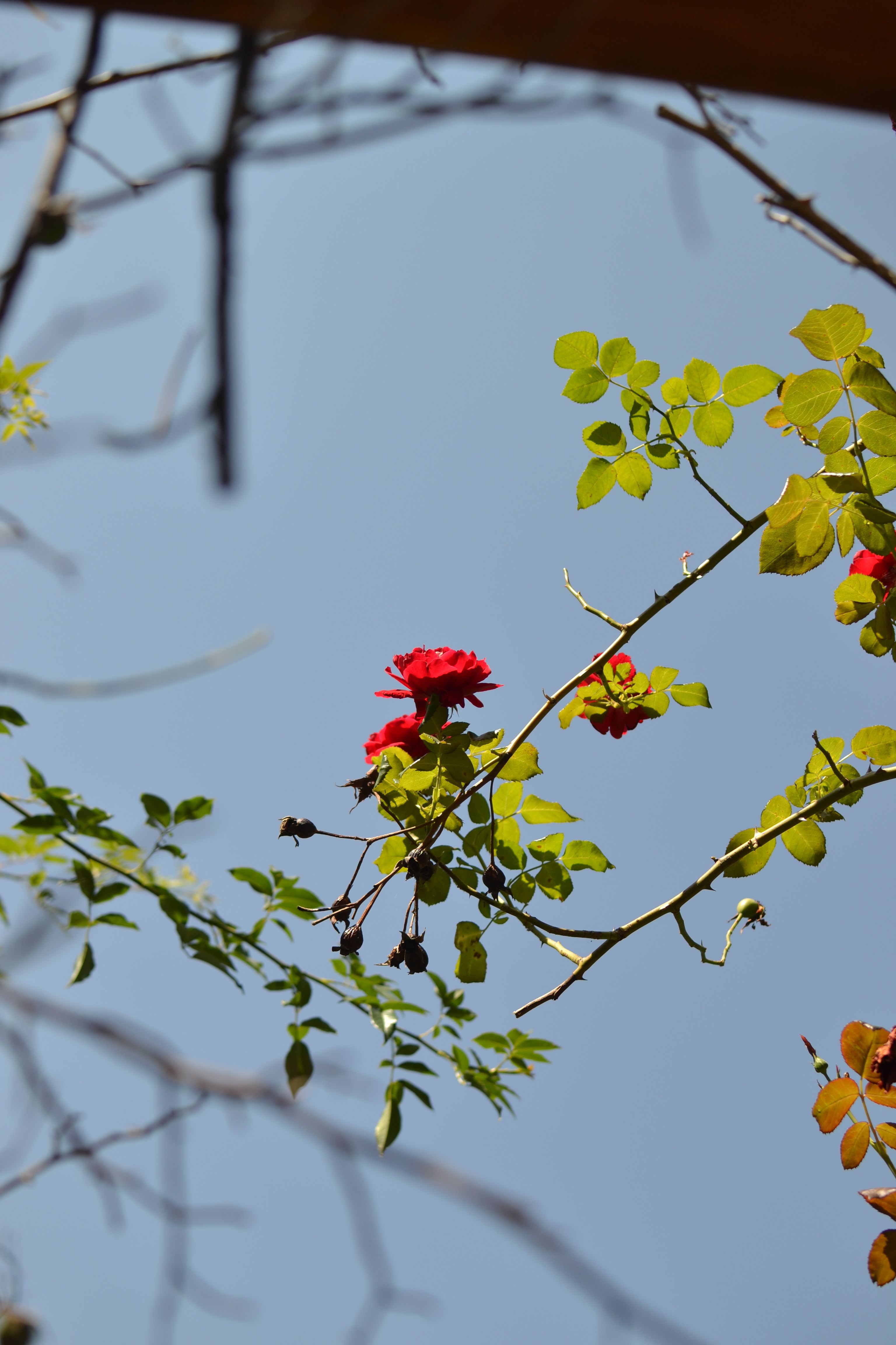 securing climbing rose to tree branch with soft tie