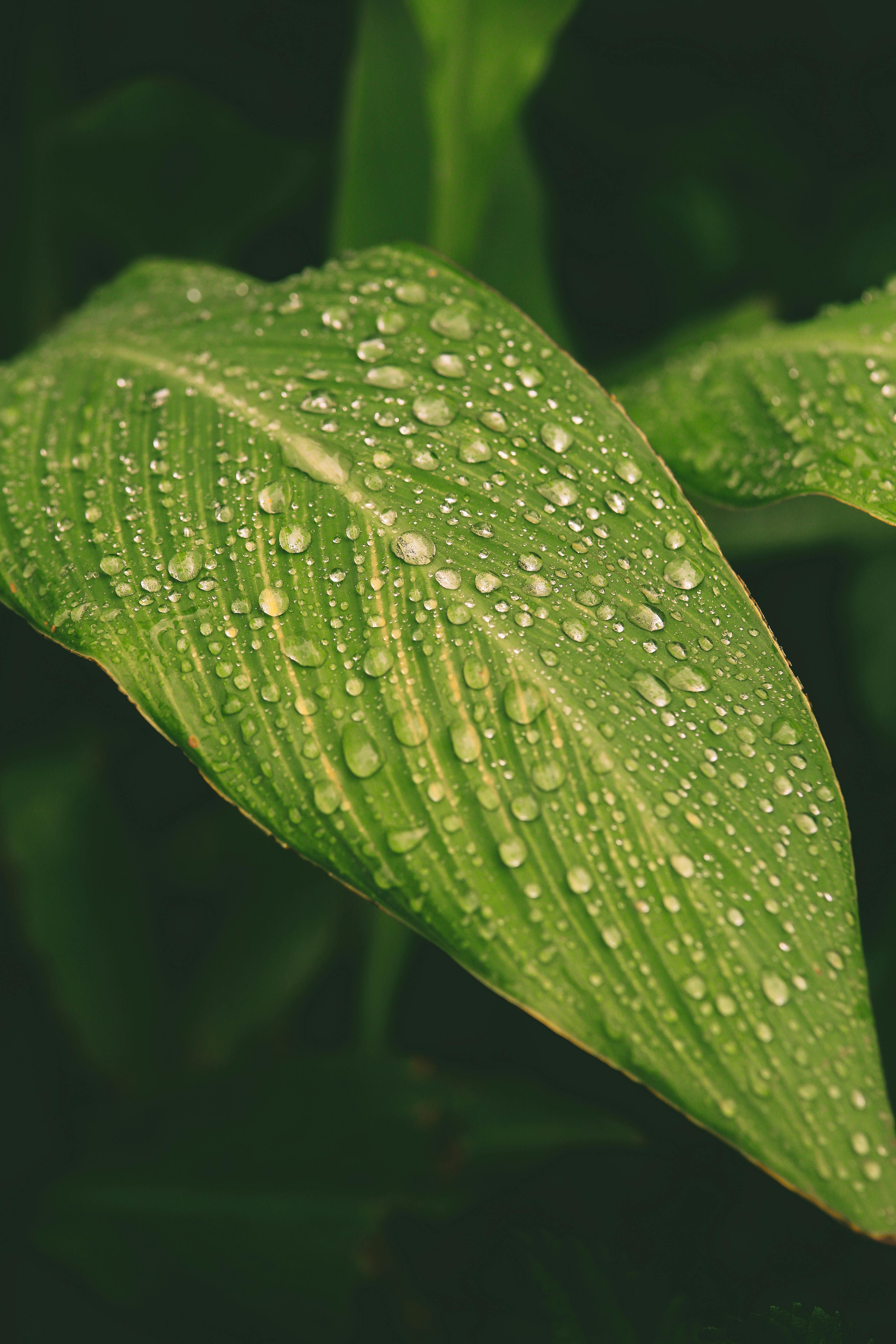 Detailed view of a green leaf covered in fresh water droplets after rain.