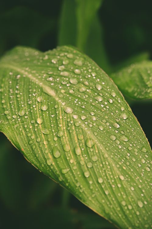 Free Detailed view of a leaf covered in dew drops, capturing natural beauty. Stock Photo