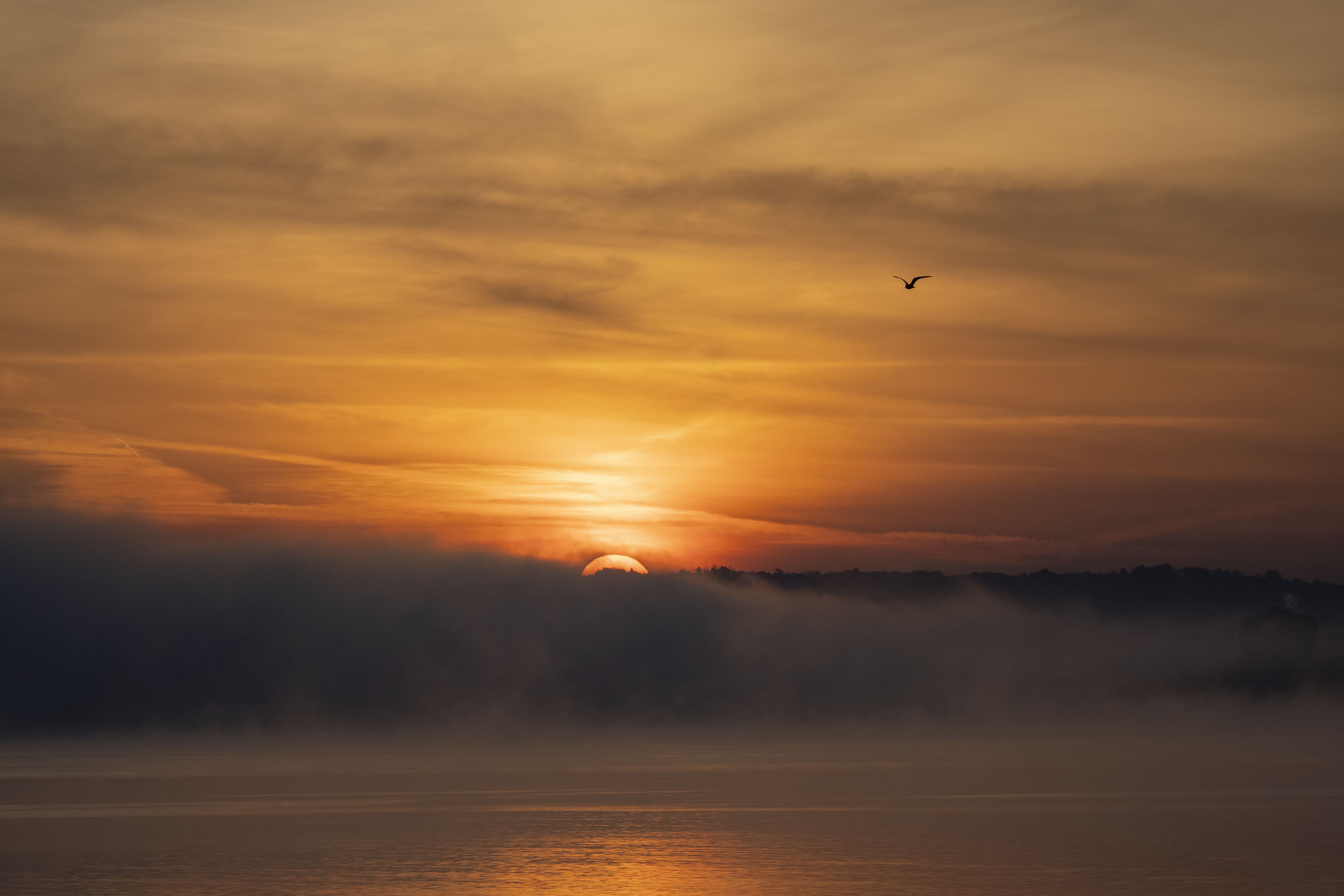 Serene Sunset Over Misty Lake with Bird · Free Stock Photo