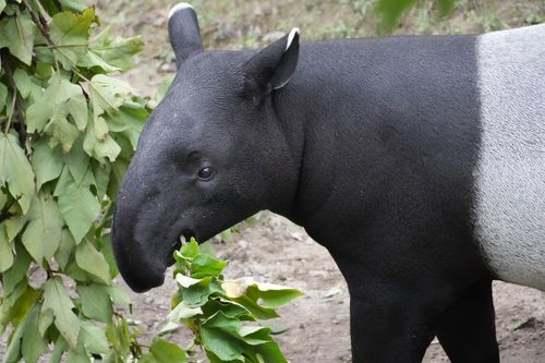 Free A detailed view of a Malayan tapir eating green leaves, highlighting its distinct black and white markings. Stock Photo