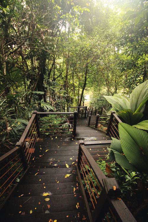 Free A tranquil walkway cuts through the dense foliage of a vibrant tropical rainforest. Stock Photo