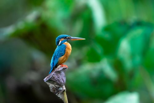 Free A vivid orange and blue kingfisher perched on a branch against lush green foliage, showcasing nature's beauty. Stock Photo