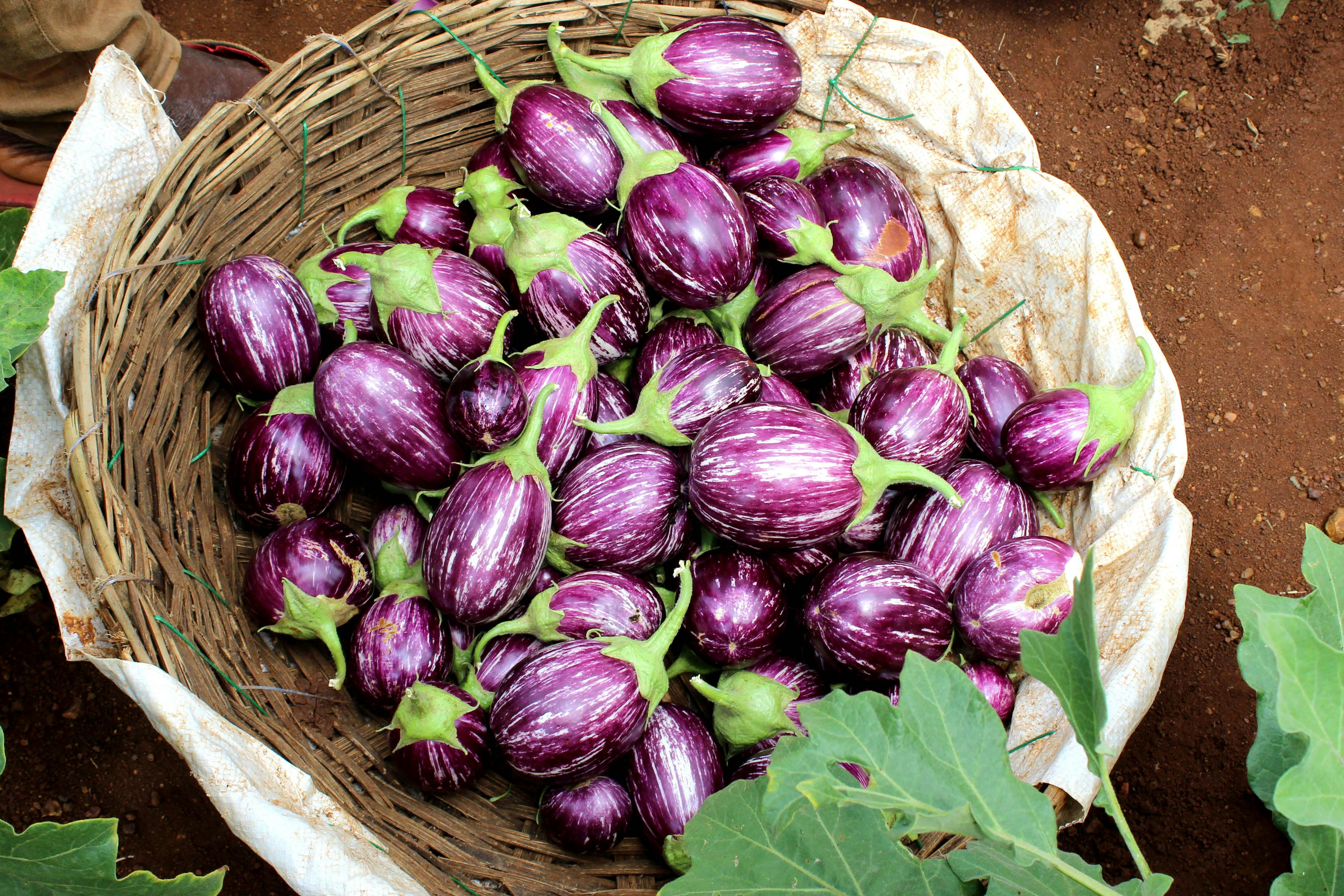 Brinjal 