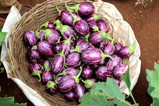 Brinjal