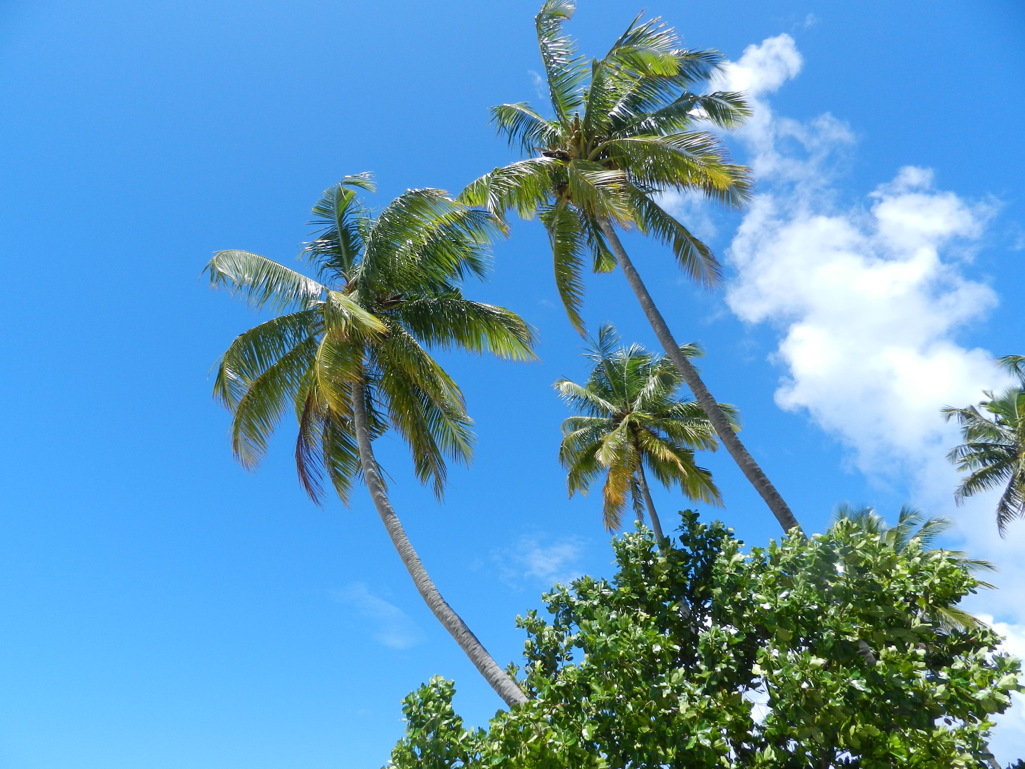 Tropical Palm Trees on a Bright Sunny Day · Free Stock Photo