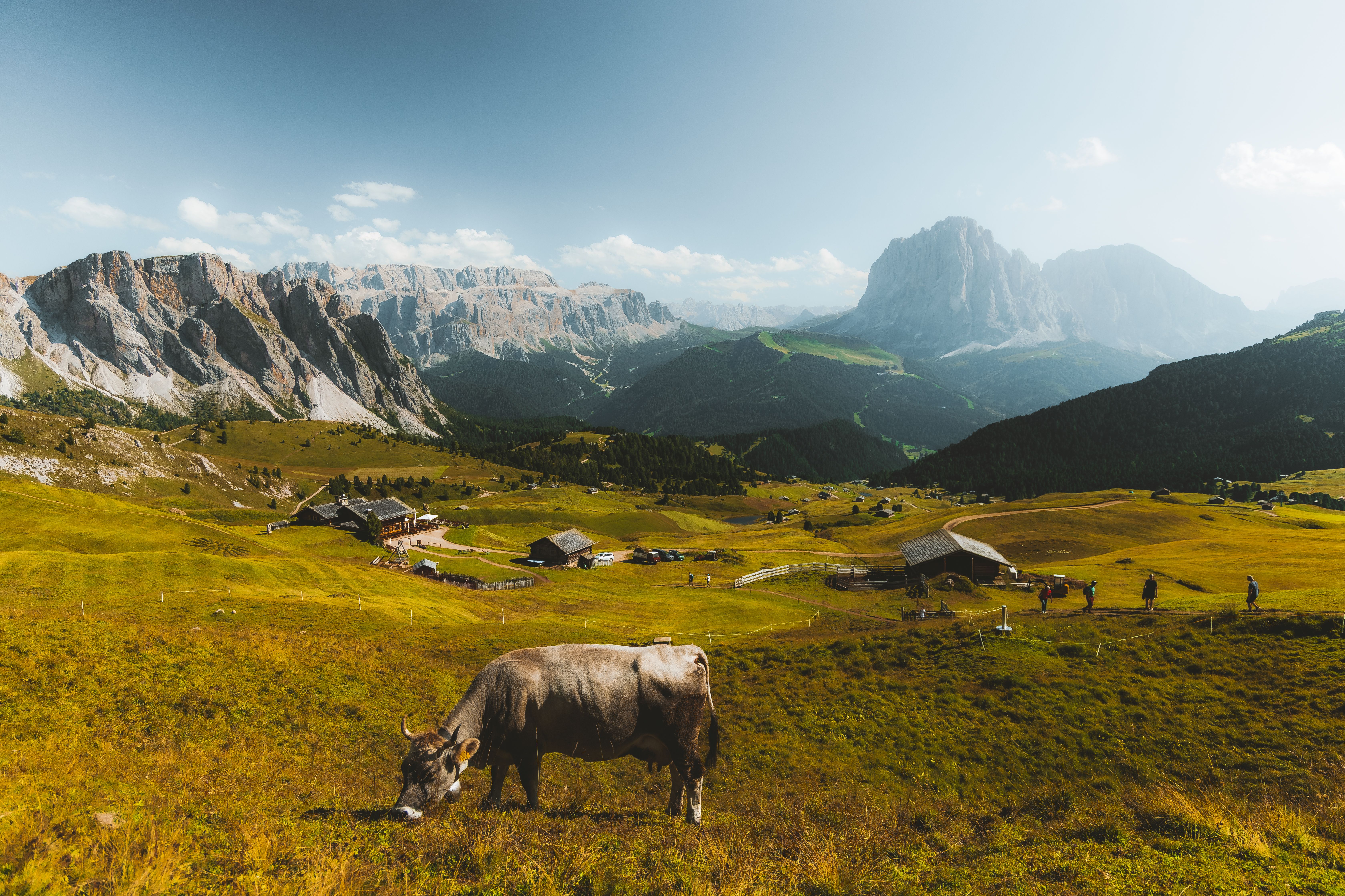 Scenic Alpine Landscape with Grazing Cow · Free Stock Photo