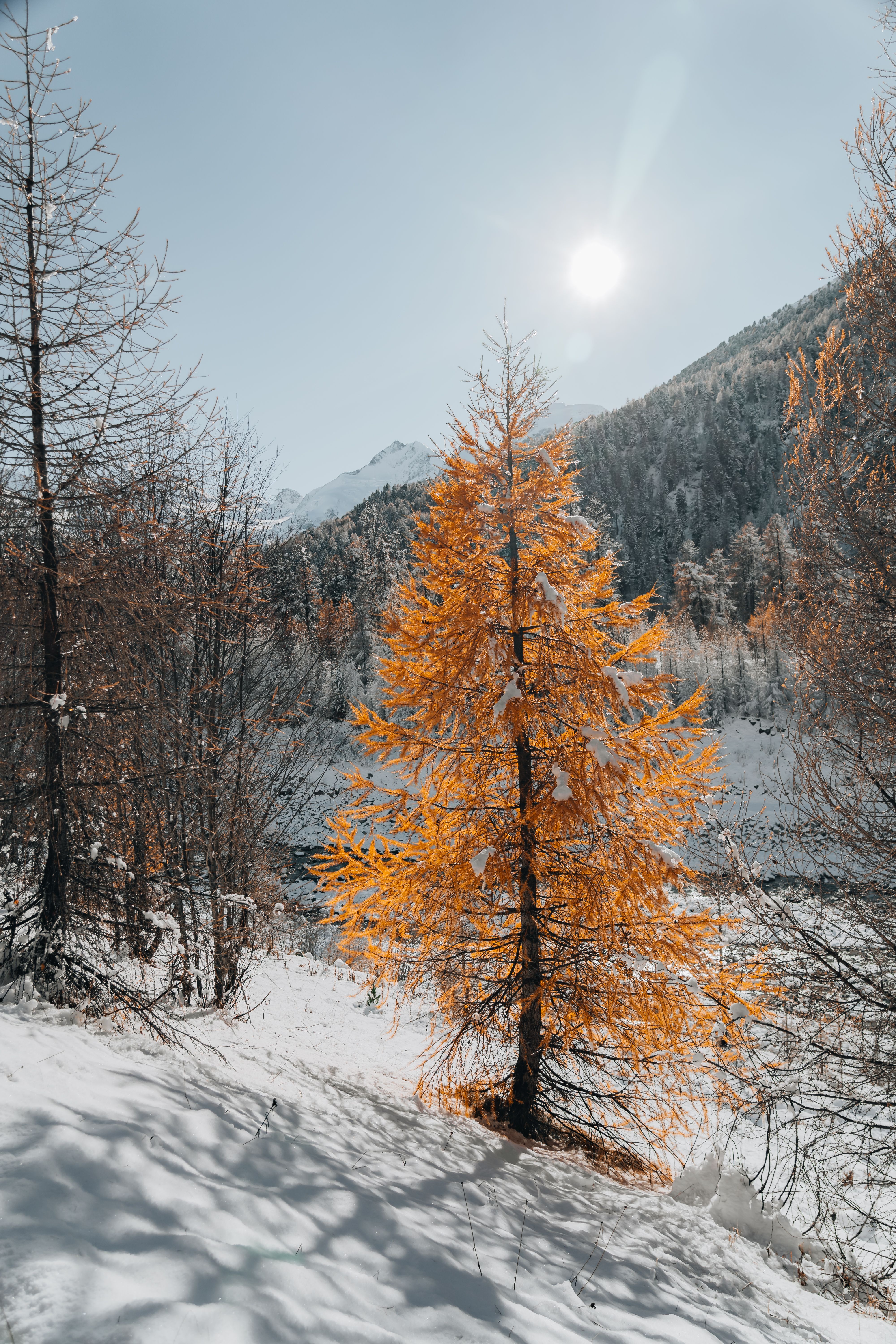 Golden Tree in Snowy Mountain Landscape · Free Stock Photo