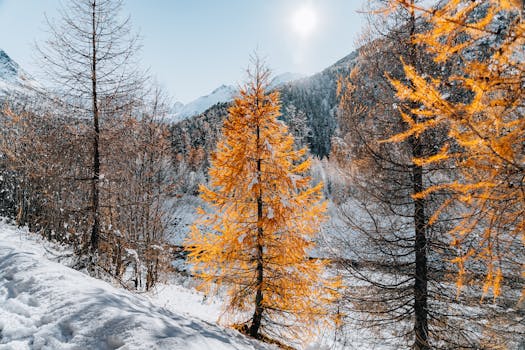 Beautiful orange autumn trees amidst a snowy mountainous landscape under a bright sun.